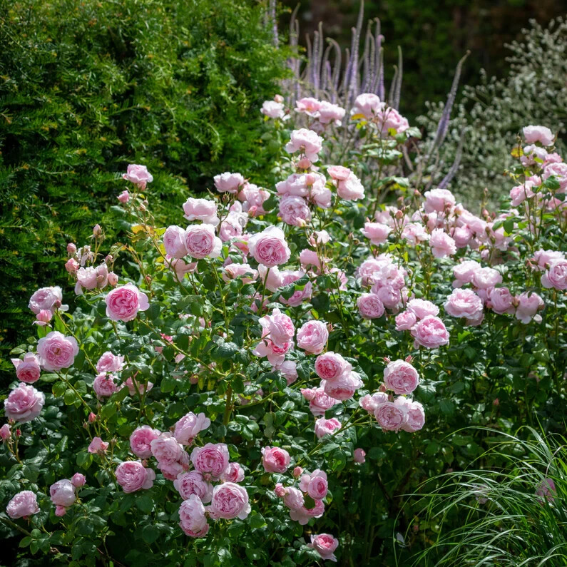 (Ausland) David Austin Shrub Rose Scepter’d Isle Live Rooted Rose Plant 5″