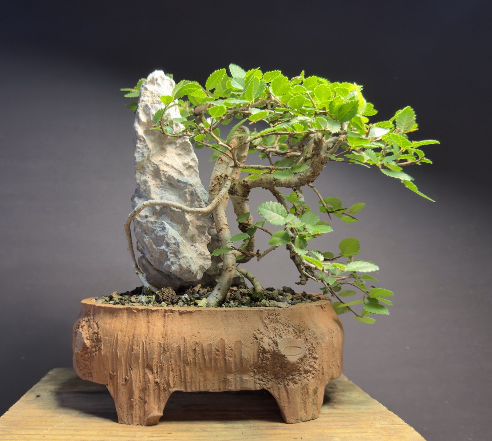 Bonsai Tree Dragon Style Chinese Elm root over rock 9.5” tall Chinese Pot