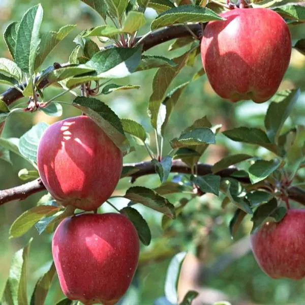 Galla Apple Grafted Fruit Tree In Quart Pot