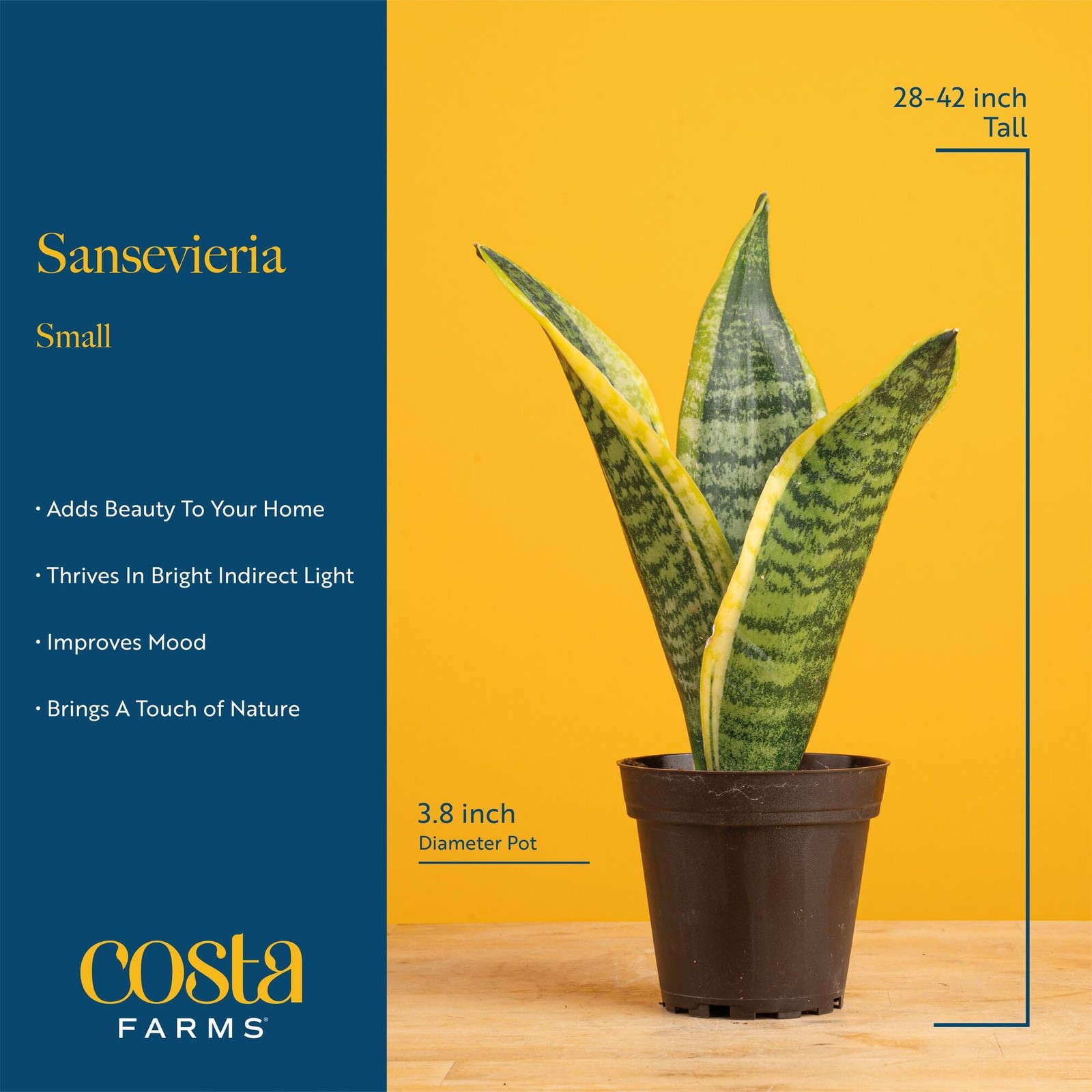 Snake Plants Live AirPurifying Indoor Houseplants in Plastic Pots, 2Pack