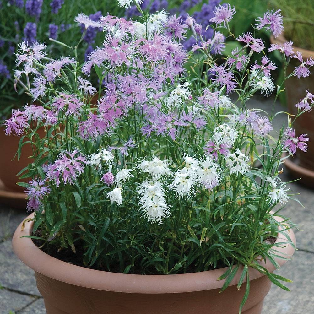 Dianthus Rainbow Loveliness Mixed Flower Seeds . 100 Seeds Free Shipping!