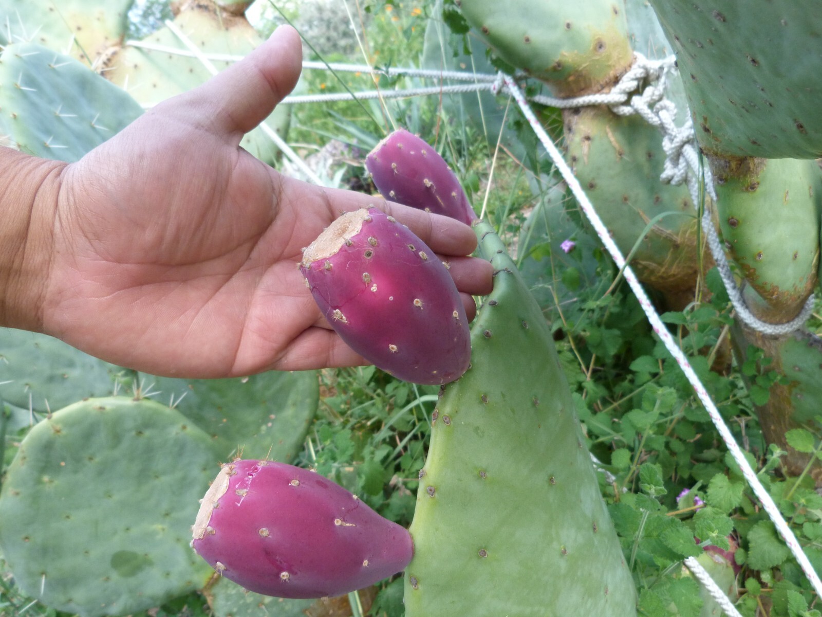 1 Pad Spineless Engelmannii PRICKLY PEAR CACTUS New Mexico ~hardy~ Nice Tunas