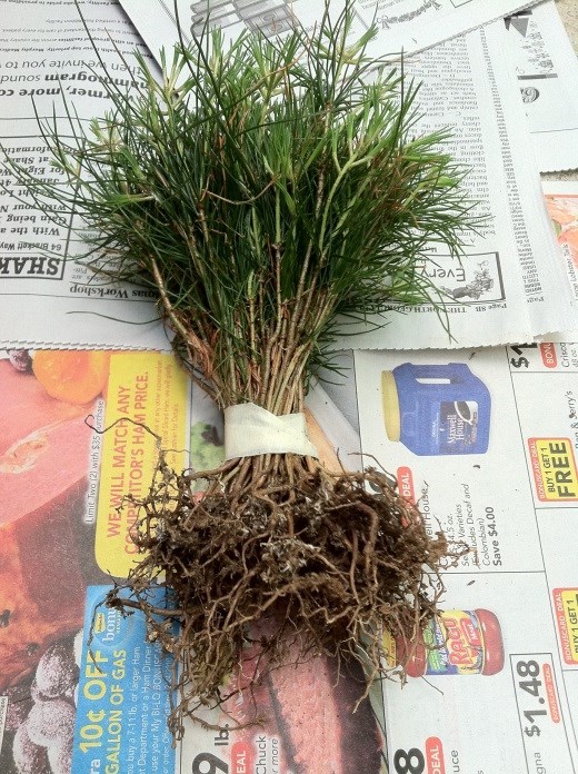 25 Evergreen Nursery pine starter trees 15-19 inch evergreen transplant seedling