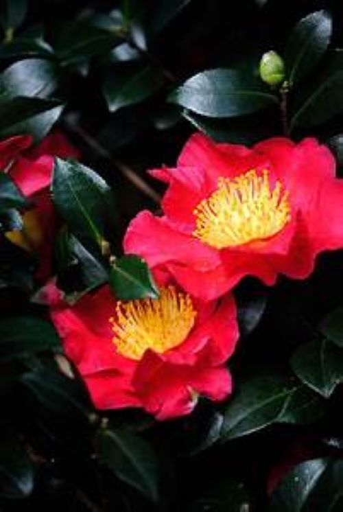 **YULETIDE**Camellia Japonica–Live STARTER Plant–BOLD RED WITH GOLD STAMENS!