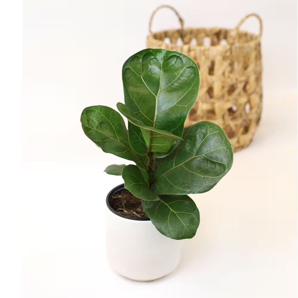 4.25 In. FICUS LYRATA – Fiddle Leaf Fig Houseplants (4-Pack)