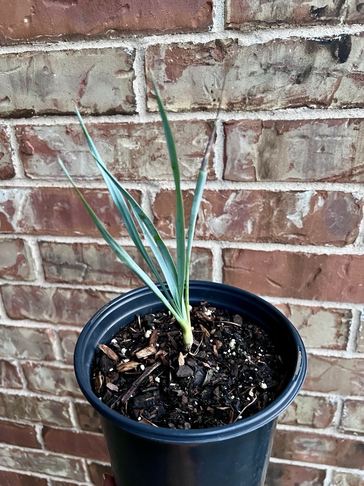 BLUE BIG BEND YUCCA ROSTRATA HARDY SUCCULENT LIVE PLANT 1 Gallon Container