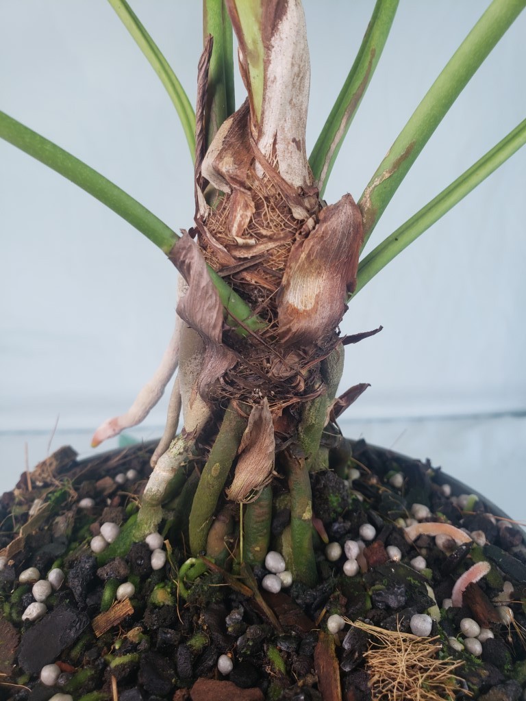 Anthurium Brownii 6″ pot, Fedex 2day