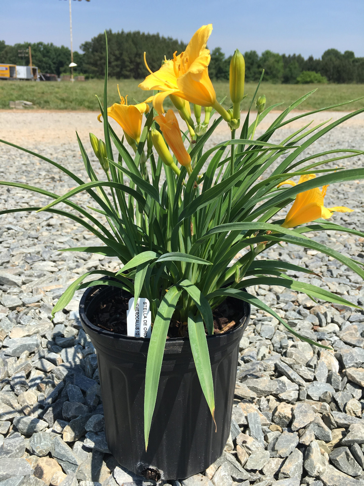 Stella d Oro Daylily Hemerocallis 25 Plants in 3-1/2 inch Pots