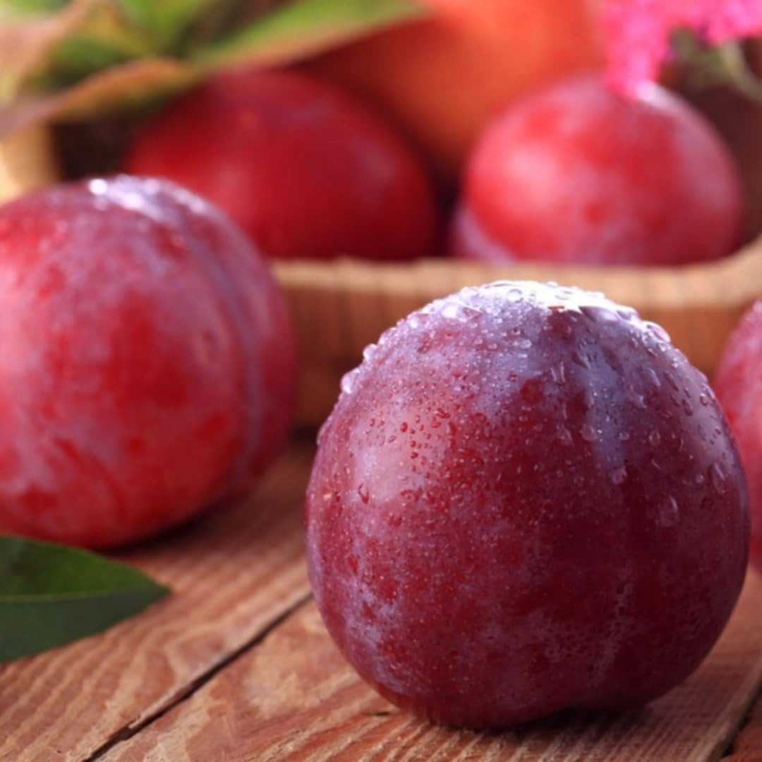 Plum Tree Seeds 150Pcs – Non-Gmo Heirloom Fruit Tree, Sweet Juicy Fruits & High