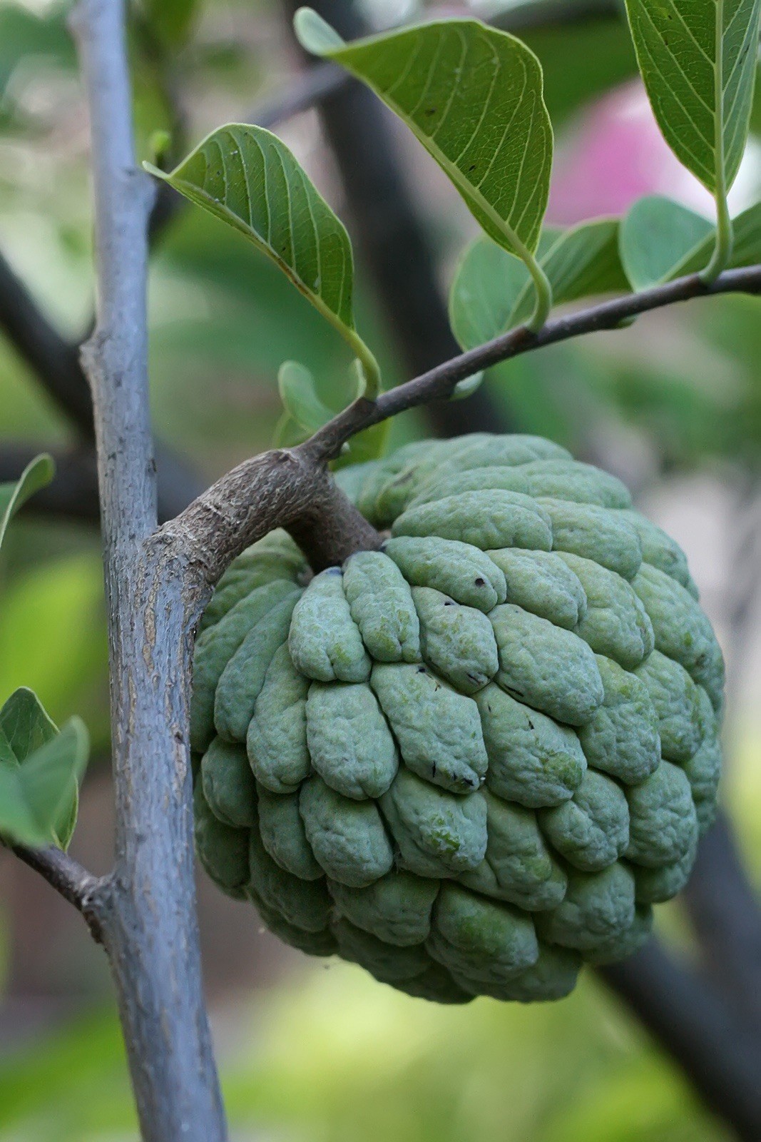 Sugar Apple (Annona squamosa) Exotic tropical live Fruit Tree 8in-12in