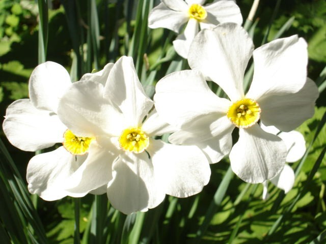 15 Narcissus Plants –Fragrant English Poeticus Long Lasting Flowers in April-May
