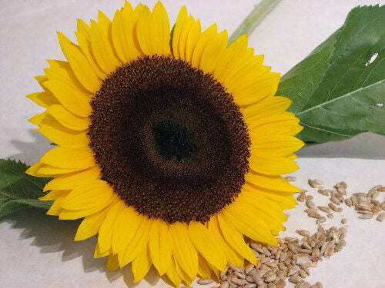25 EBONY & GOLD SUNFLOWER Helianthus Annuus Flower Seeds