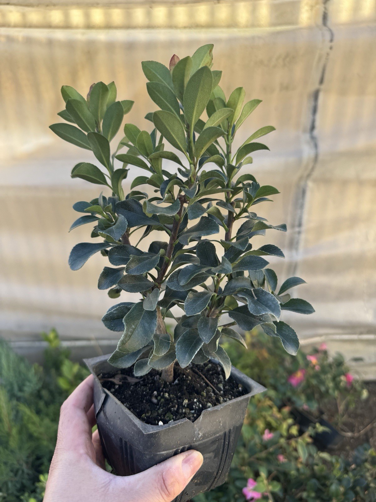 Dwarf Yedda Hawthorn Rhaphiolepis umbellata ‘Minor’, 4 Inch Pot