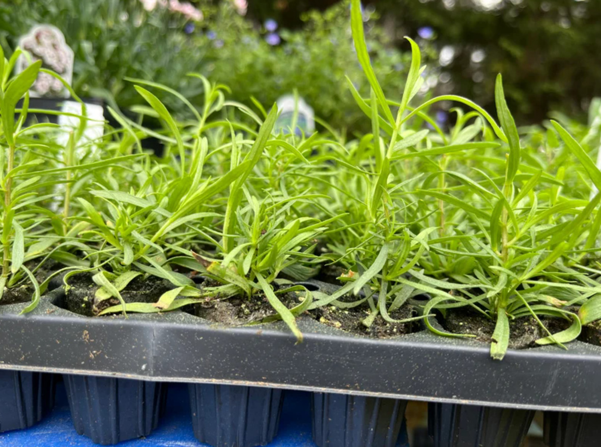 2 Live French Tarragon Herb Plugs – 2–5″Tall – Aromatic, Culinary & Easy to Grow