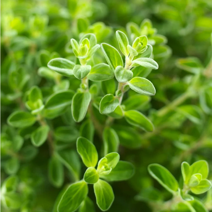 (2 pack) Bonnie Plants Italian Oregano 19.3 oz.