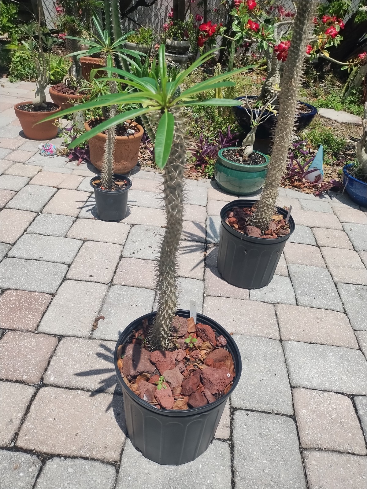 Pachypodium lamerei ‘Madagascar Palm, 30 Inches Tall. Plant #3