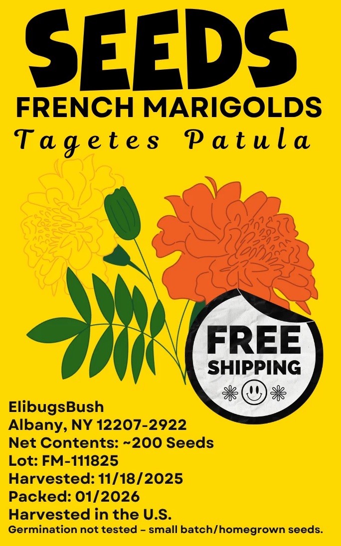 200+ Petite French Marigold Seeds for Planting FREE SHIPPING Tagetes Patula