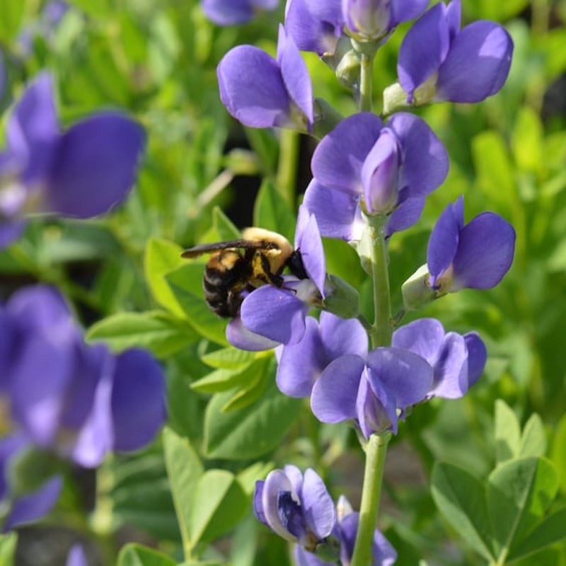 1 False Indigo 12-24″ Wildflower Bare Root