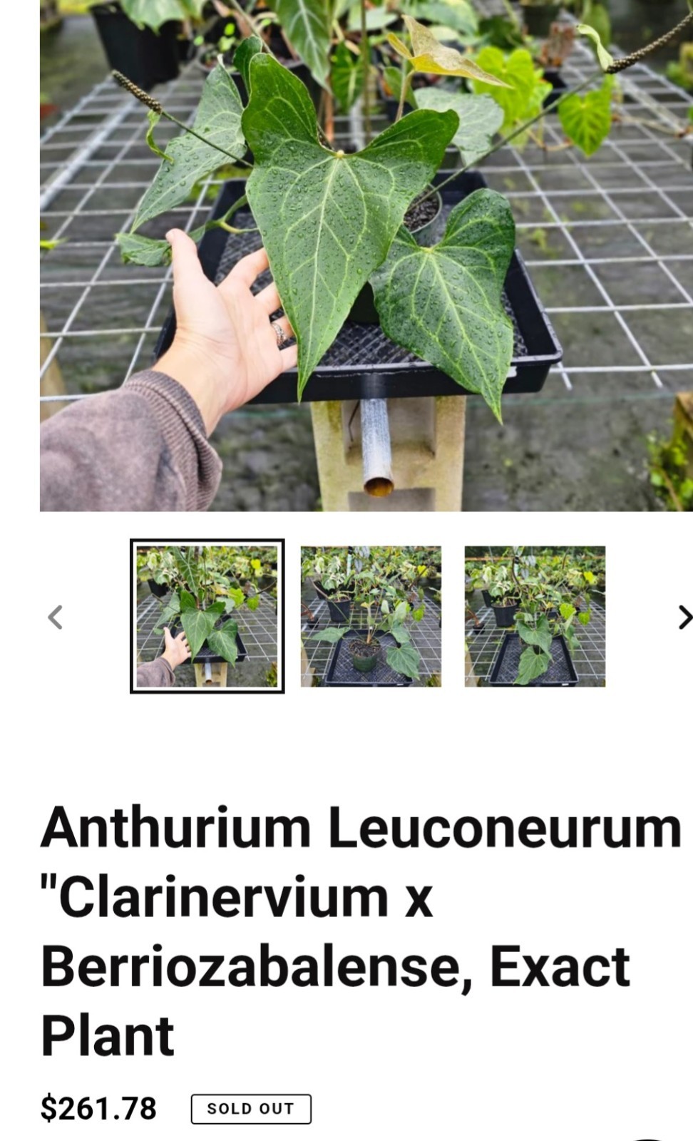 Rare Anthurium Berriozabalense X Clarinervium 22″ Tall Aroid Not Philodendron