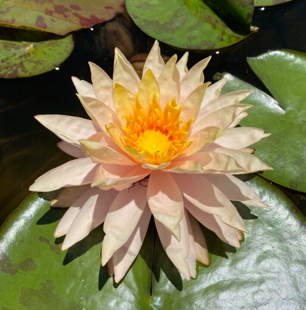 Nymphaea “Sun Spark” Water Lily (Winter-Hardy) | Sprouted Tuber/Rhizome