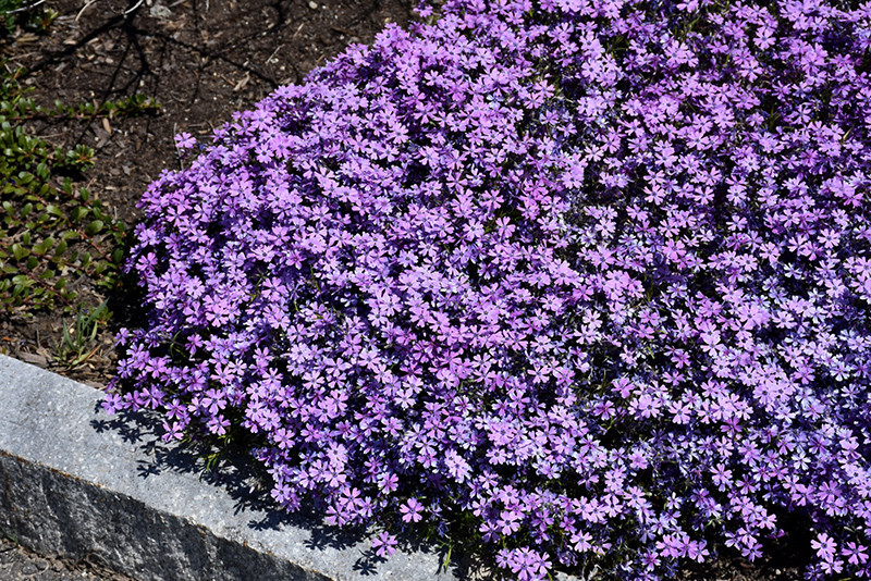 Creeping Phlox Purple Beauty 15 Plants in 3-1/2 Inch Pots