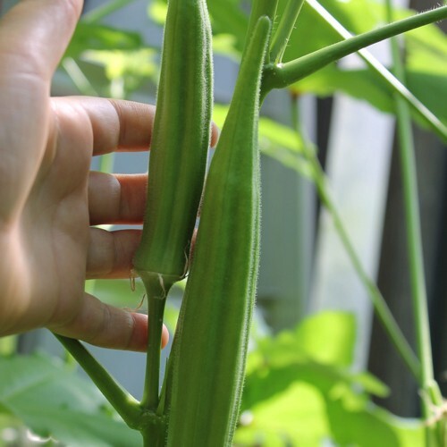100+ Perkins Long Pod Okra Seeds —– Heirloom – NON GMO ———— FRESH