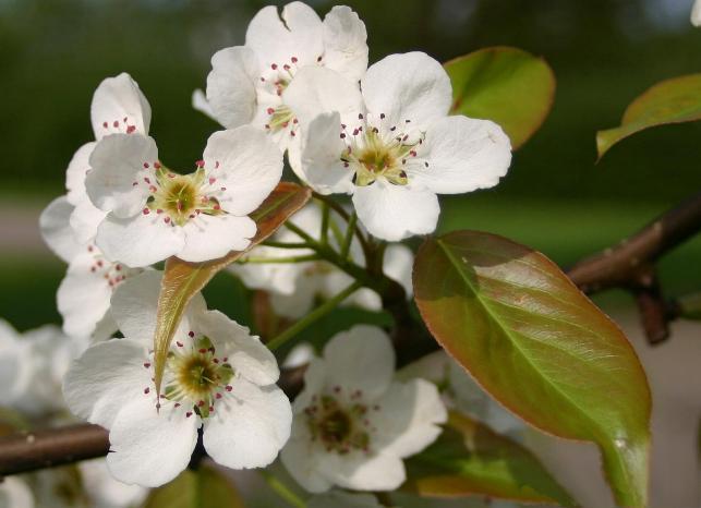 Chinese Pear, (Ussurian Pear), Pyrus ussuriensis, Tree Seeds (Fast, Edible)