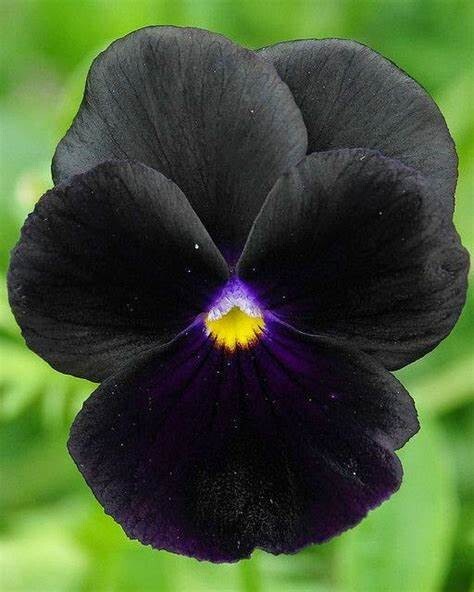 Black Devil Pansy 20 seeds~Beautiful~unique color~great for flowerbed accents