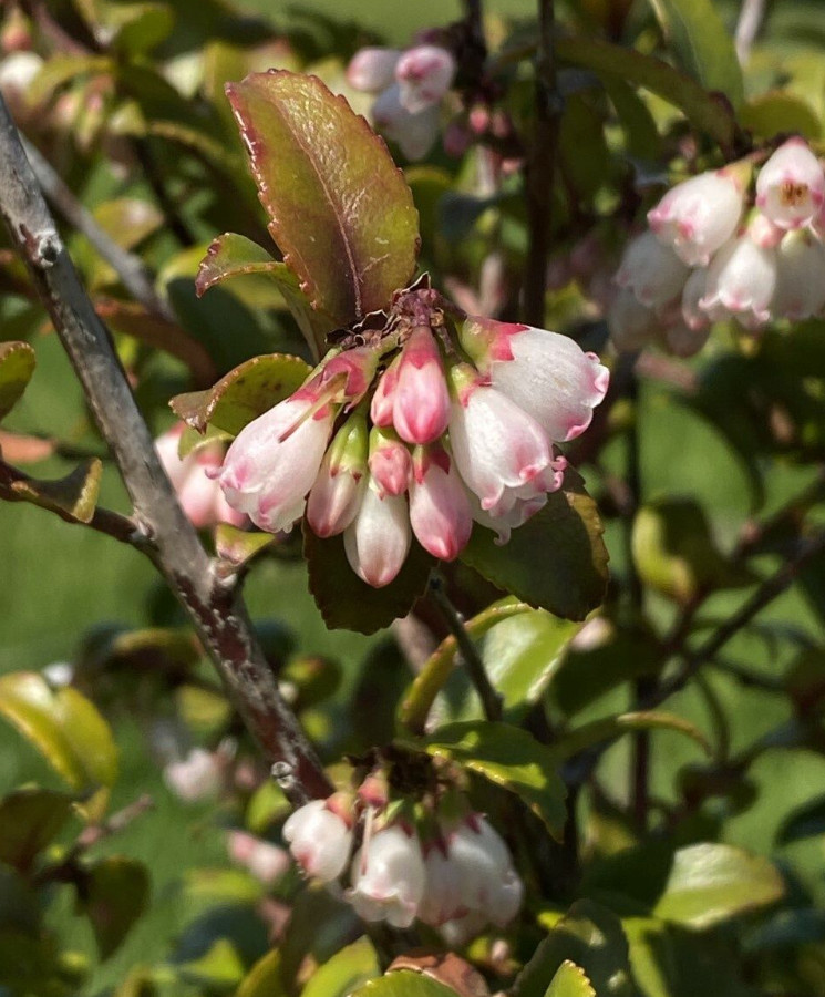 Live Huckleberry Plant, Vaccinium ovatum, 4-10″ Tall in 4″ pots, Edible Berries
