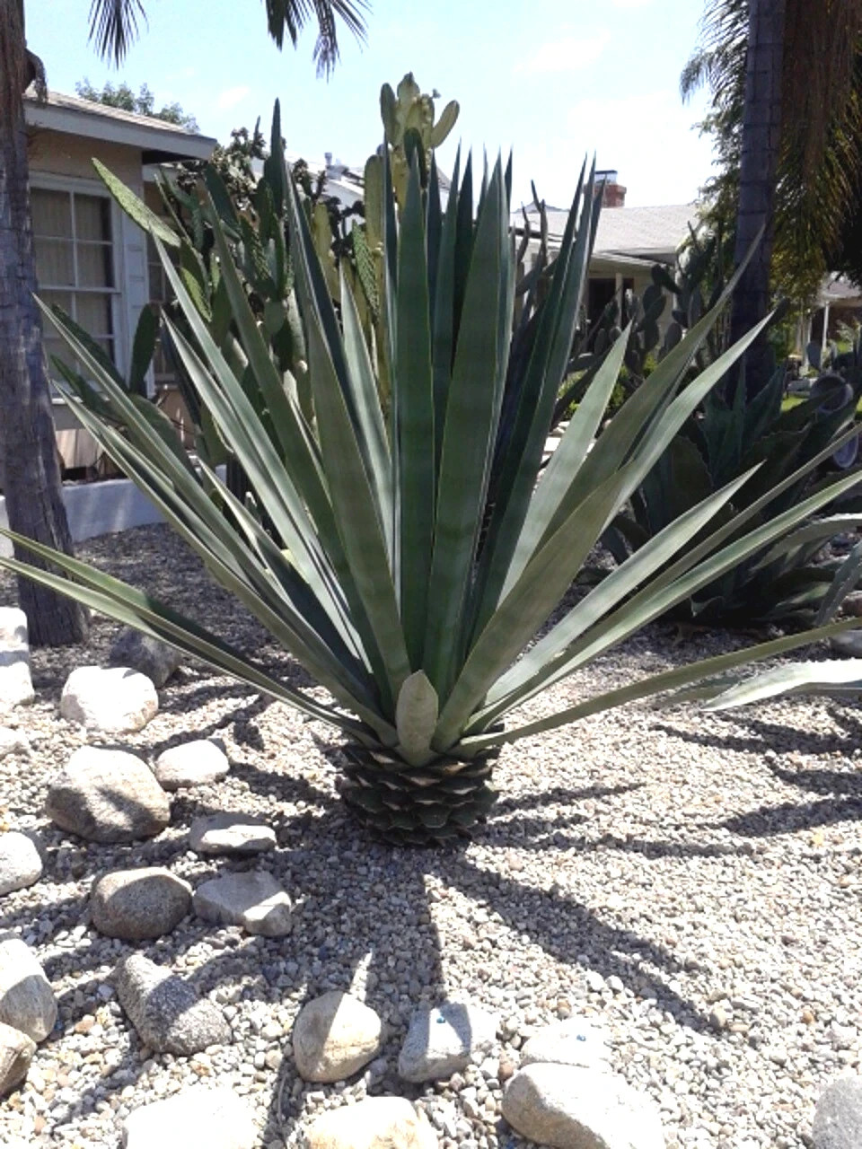 (Agave sisalana) Seeds Rare “Century Plant” Exotic Succulent “Sisal” Cactus Tree