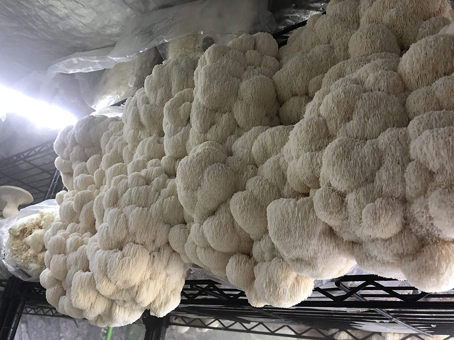 MushroomMediaOnline – 100% Soy Hull Mushroom Pellets (Supplement)