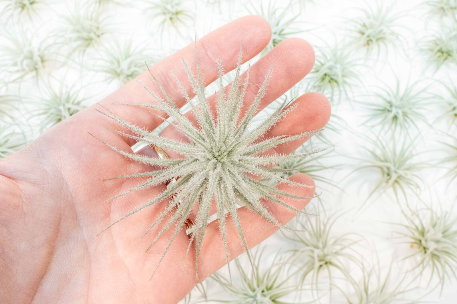 Rare Tectorum Ecuador Air Plants – Bright White – Sale Packs