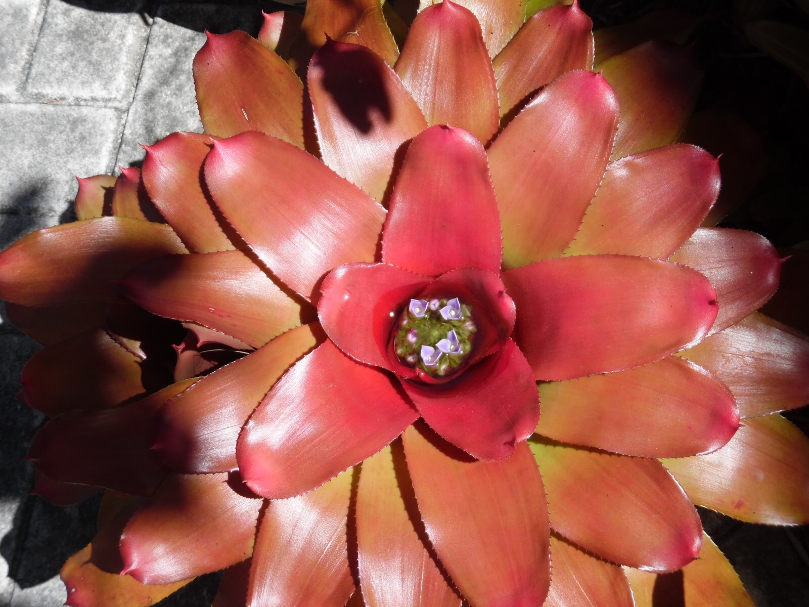 Neoregelia MYSTERY 1 Bromeliad one tropical plant *MEDIUM* ***SALE***