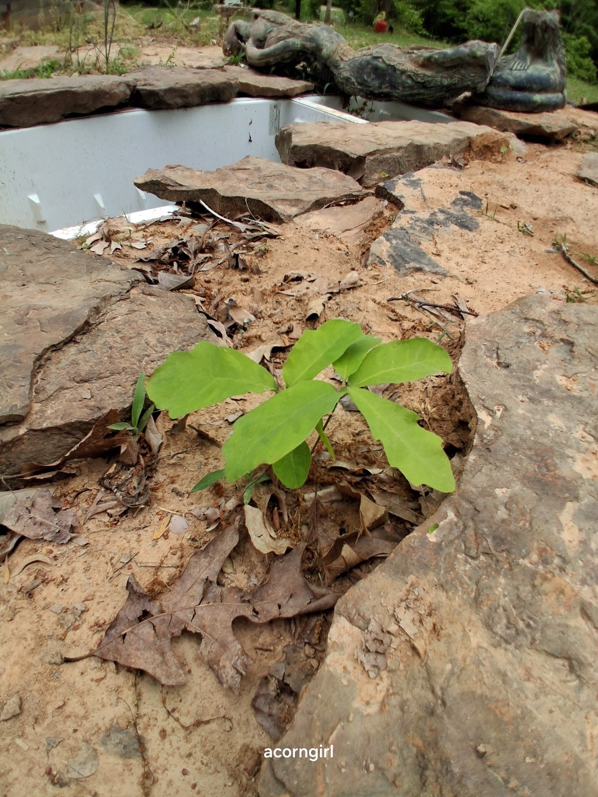 WhiteOak Tree Seedlings Saplings.5-7 Inches Tall 3trees Started 2025