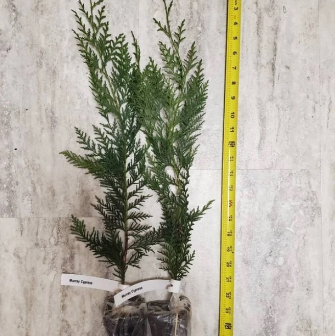 Murray Cypress Live Tree – 6-12″ Tall – 3″ Pot – Evergreen Cypress – Zones 6-10