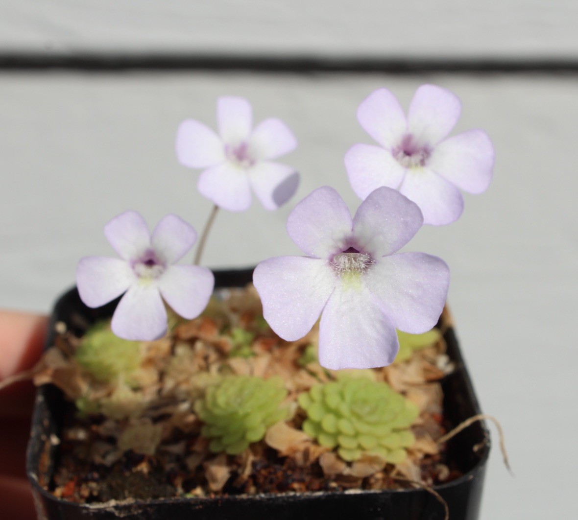 Pinguicula rotundiflora dainty whimsical flowers!