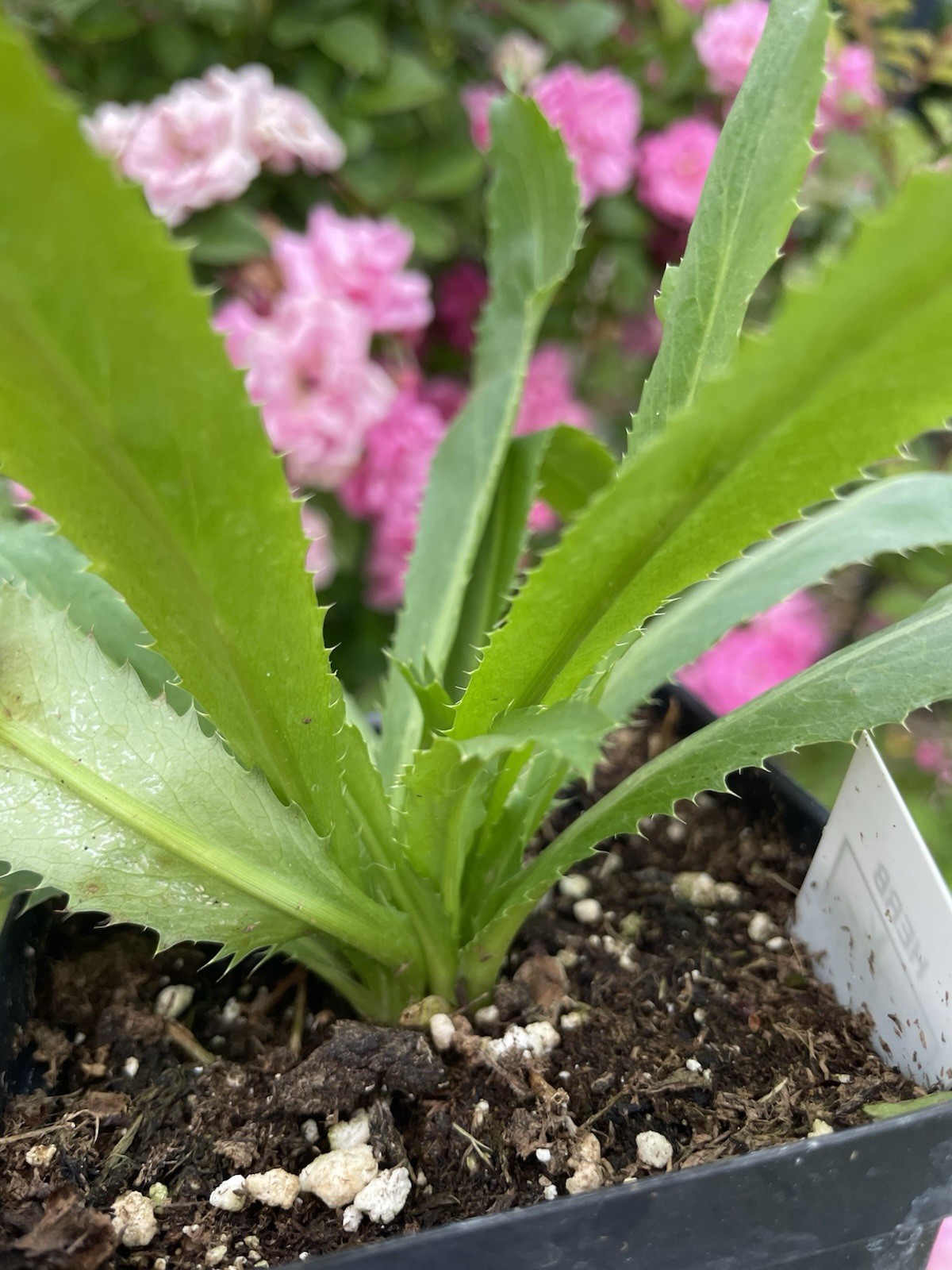 Culantro live plants 2-3 Plants Per Pot- Ngo Gai – Ship With 3.5 Inches Pot