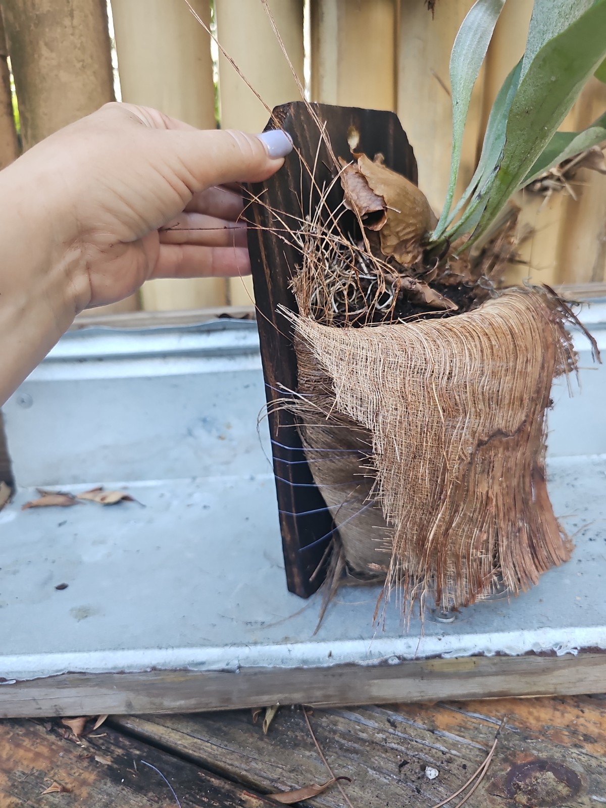 Hanging Staghorn Fern Platycerium bifurcatum Mounted On Wood
