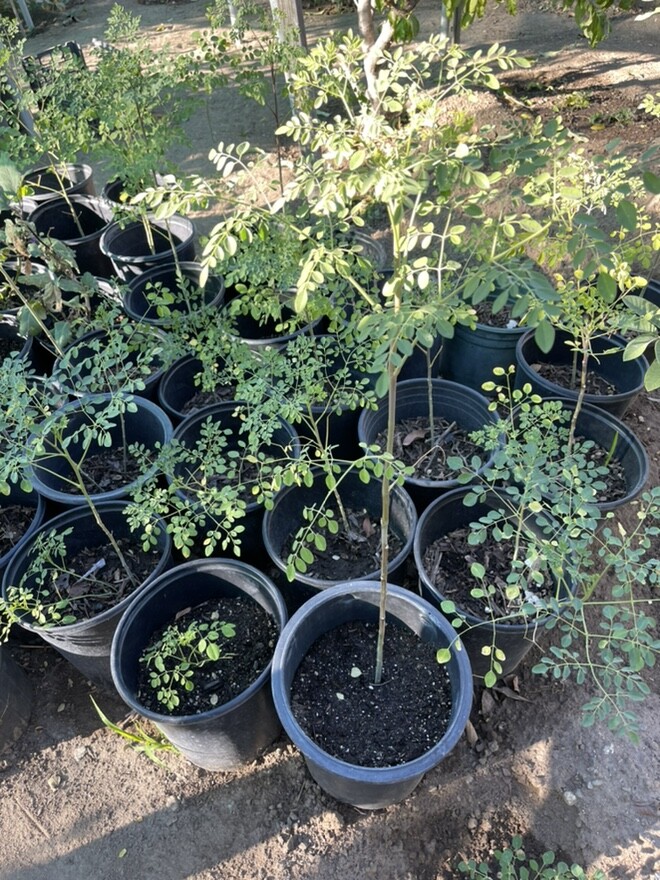 Morringa Oleifera “Malunggay” Healthy Plant in 5 Gallon Container Pick Up Only!