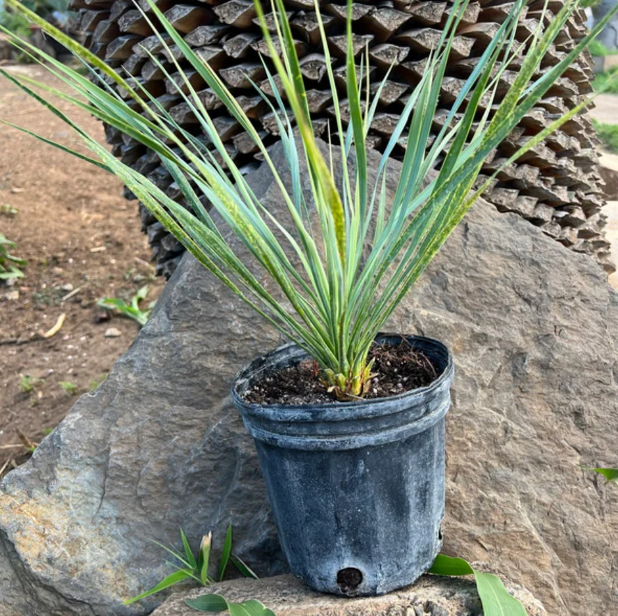 Live Yucca Rostrata ‘Silver Select’ Plant – 3 Gal Pot – No Ship to CA