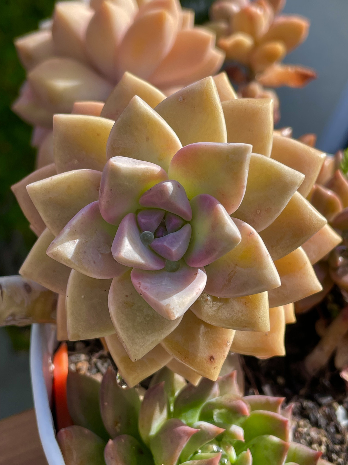 Rare Succulent Graptosedum Ghosty Cactus Live Plant Cutting One-Head 2-3 Inches