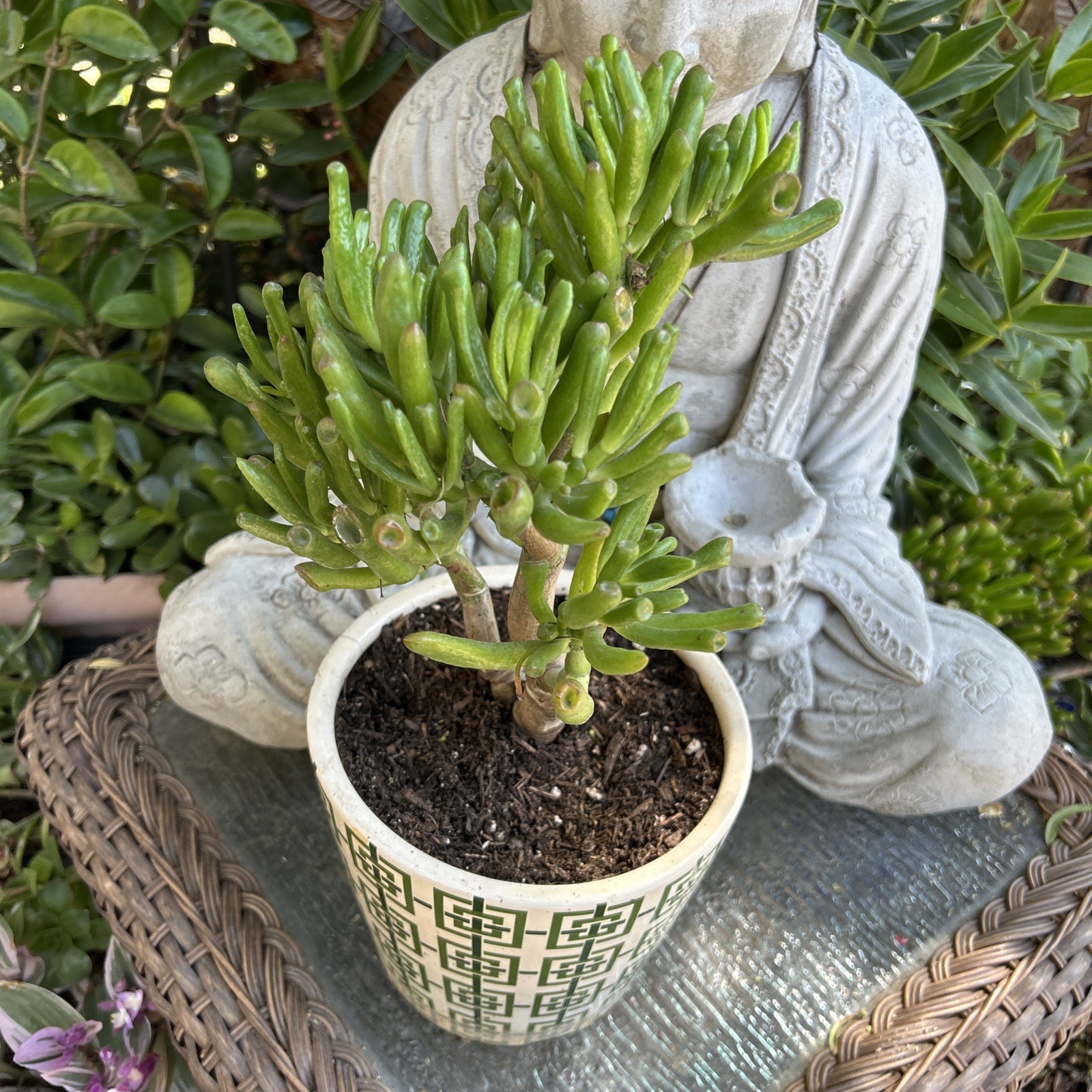 Hobbit Jade plant Crassula Ovata Gollum Jade plant 7” To 8” Tall