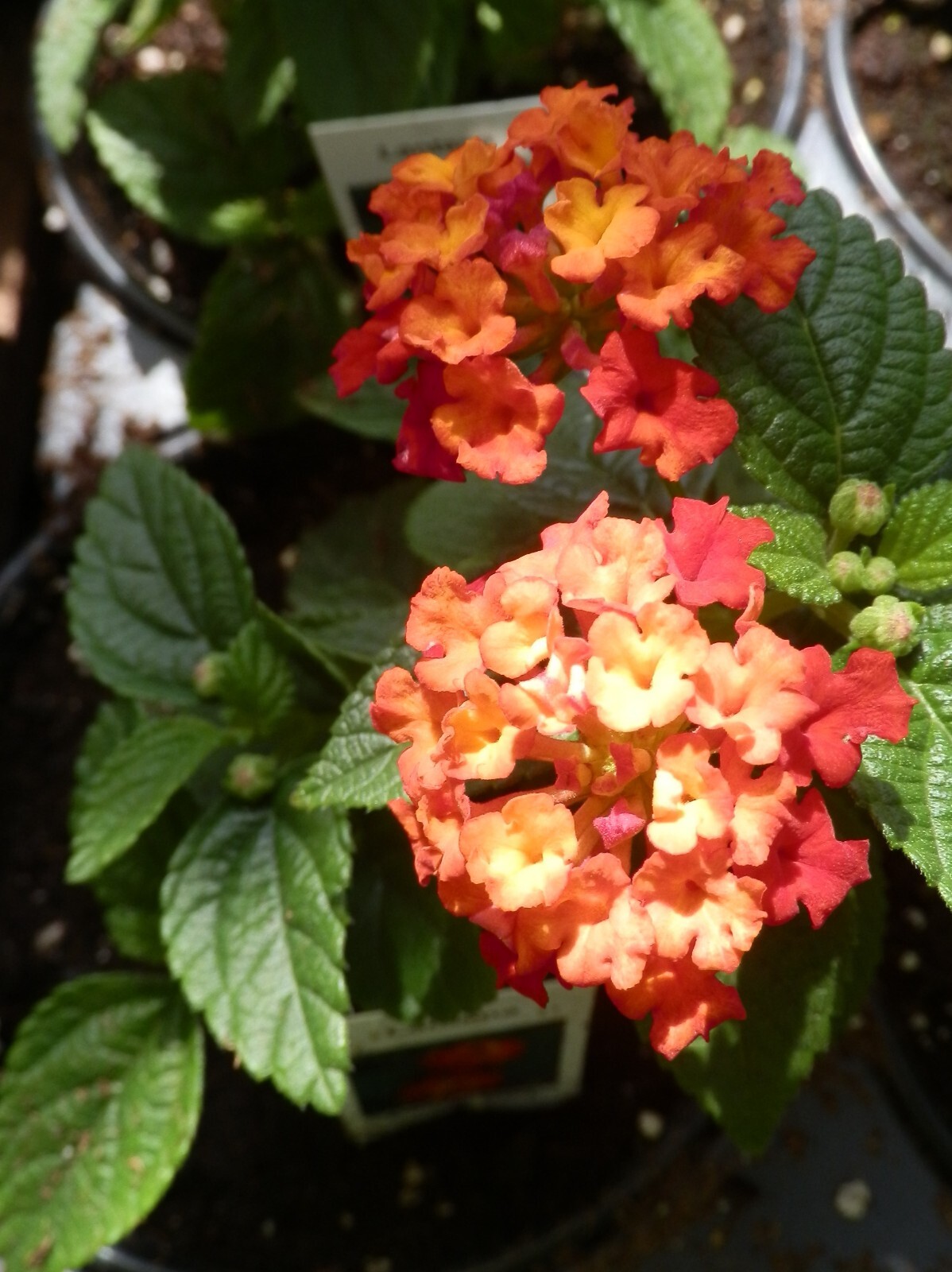 Beautiful Butterfly Friendly Red Flowering Lantana Starter Plant