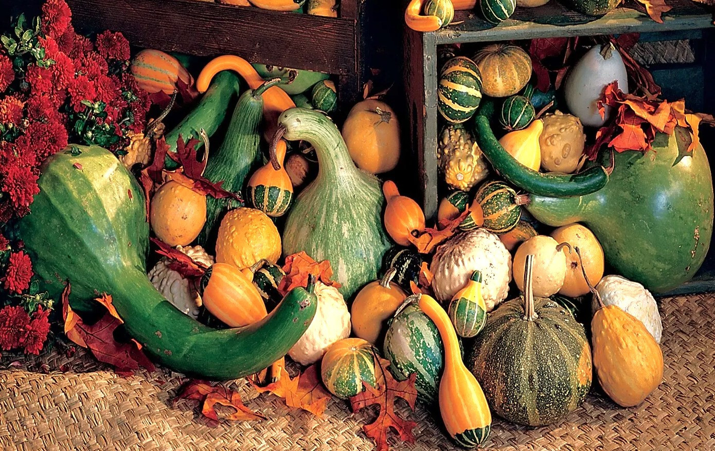 Large Mix Ornamental Gourd Seeds |Decorative Fall Autumn Winter Squash Seed 2025