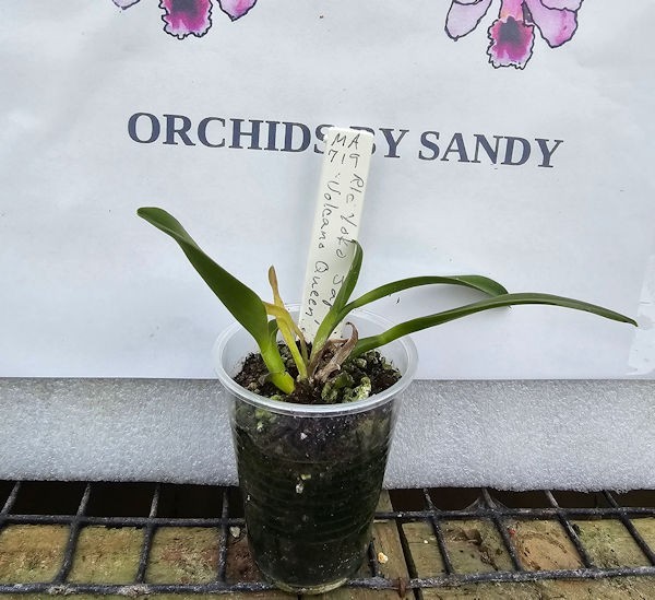 C. Tenebrosa ‘Randall Umland’ x #1326 dark’ Live Orchid Plant 3D17