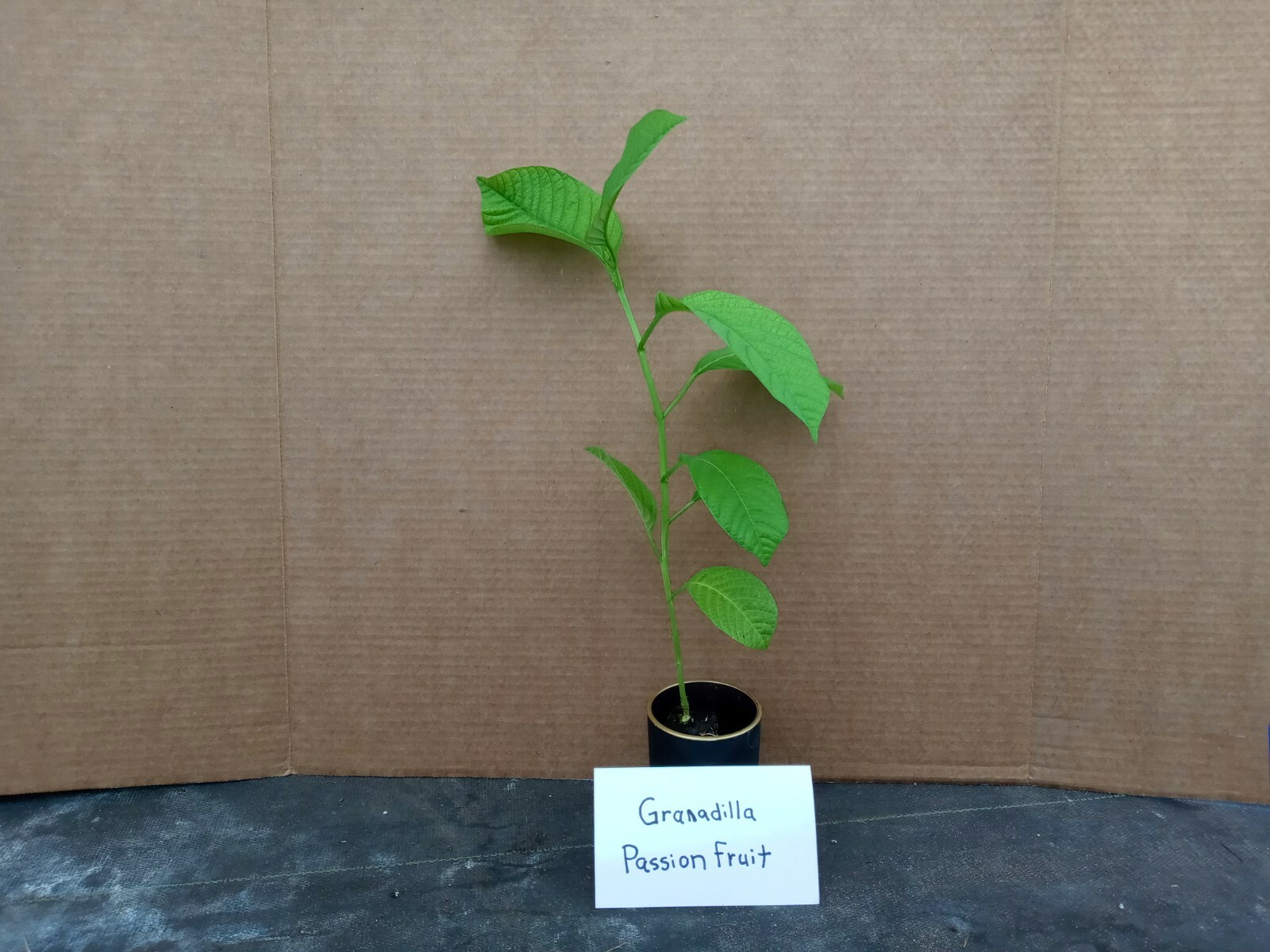 Yellow passion fruit – passiflora live starter plant includes free shipping