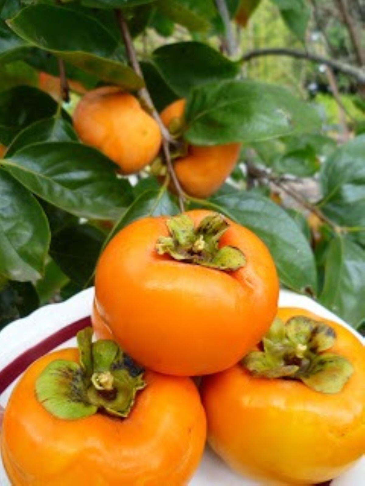 Fuyu Persimmon Tree 4-5 ft. Bare-root Sent January to April