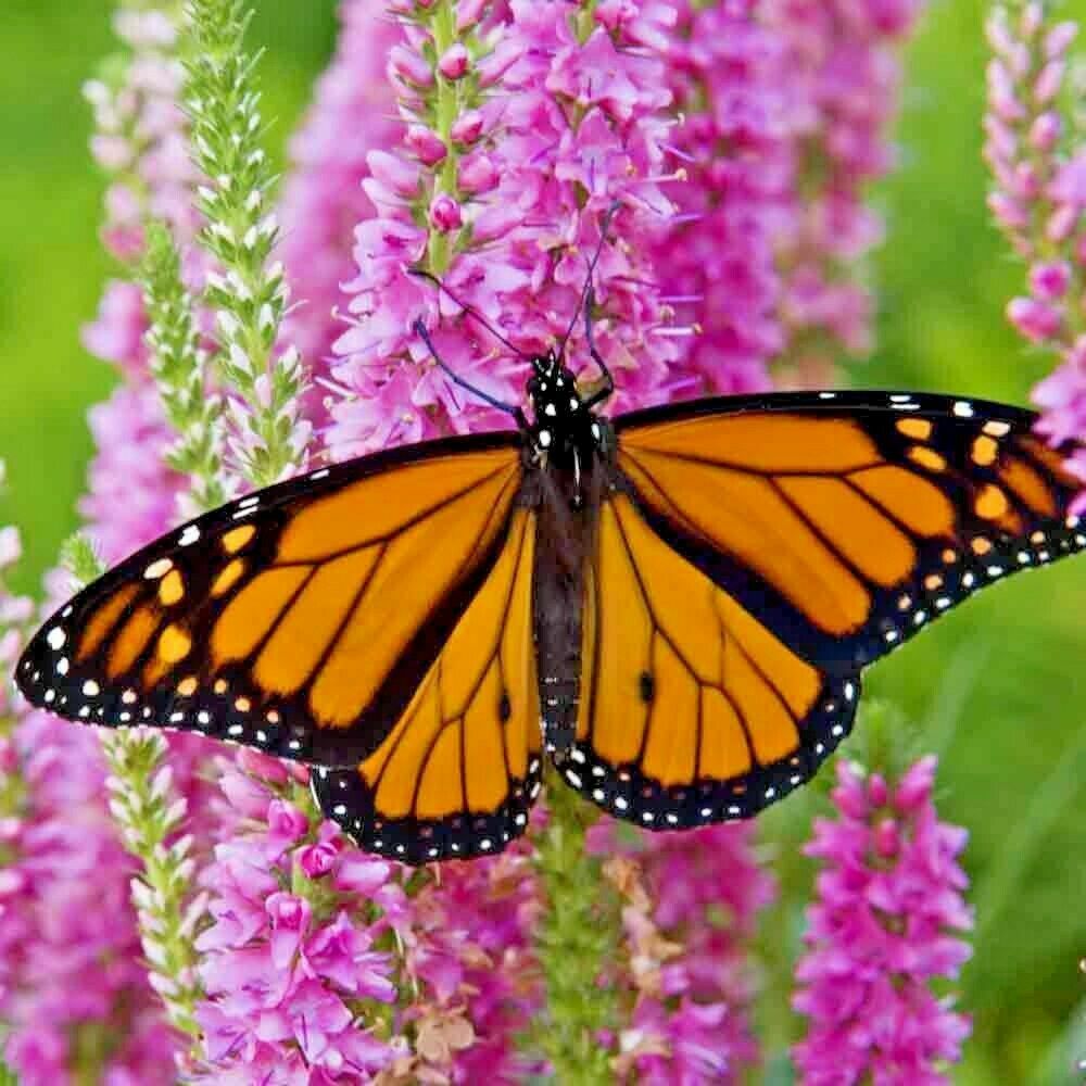 2001+POLLINATOR MIX Seeds 17 Native Wildflowers Annual Perennial Garden Easy