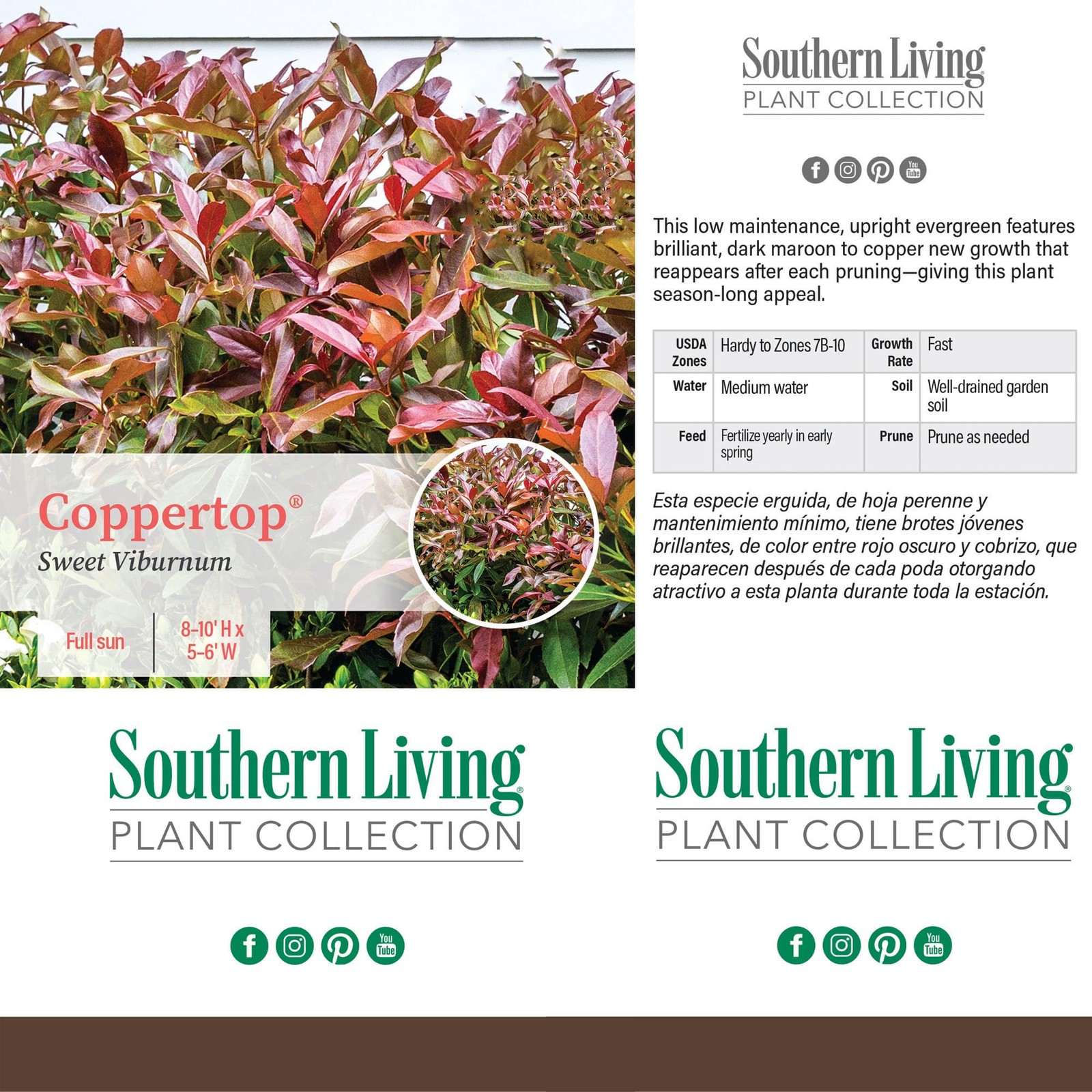 Southern Living 2 Gal. Copper Top Viburnum Shrub