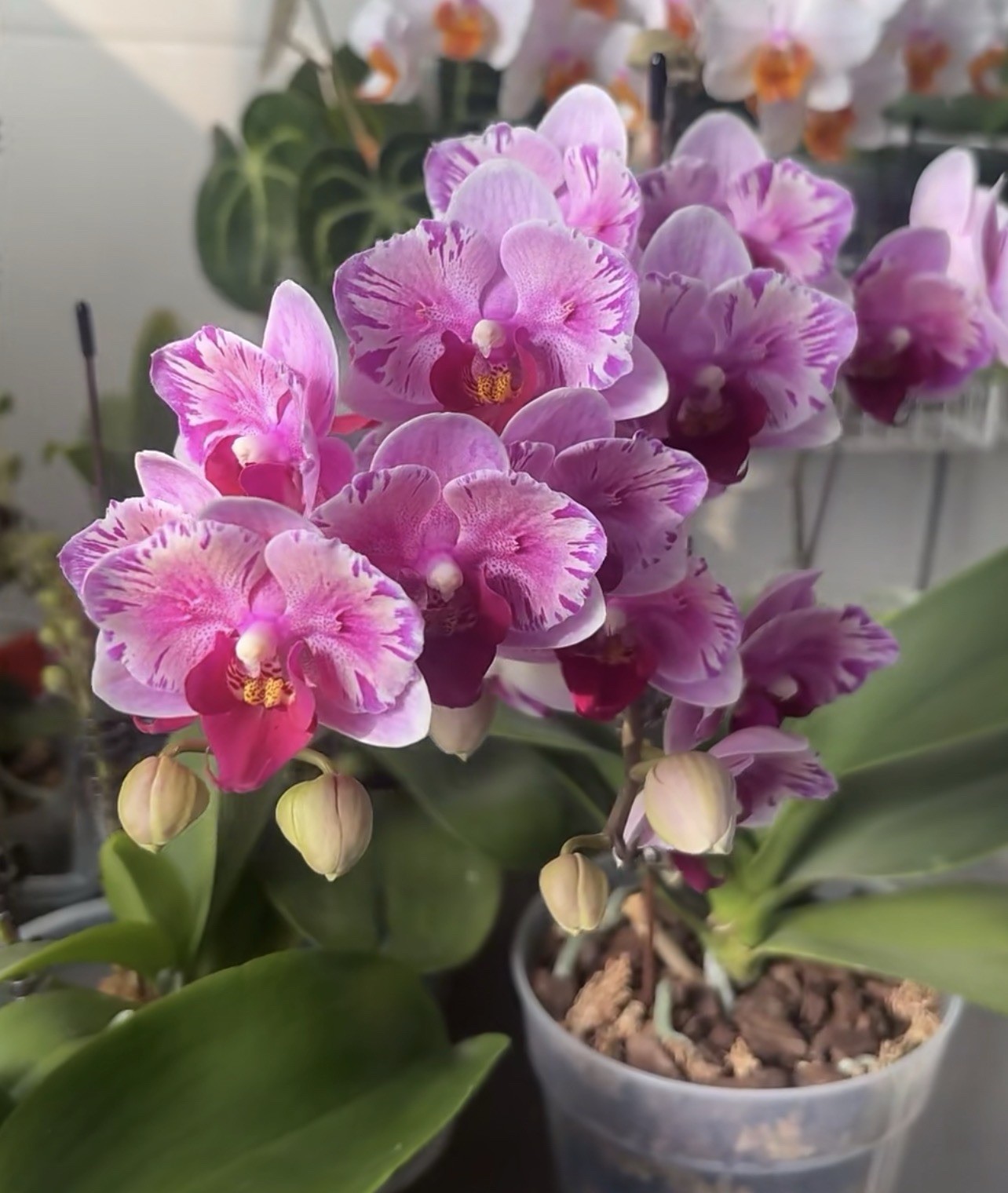 Phal. Miki Splash Butterfly, beautiful flowers, multiflora